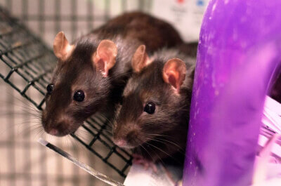 Taiwan FDA Makes Move Away From Animal Testing | PETA