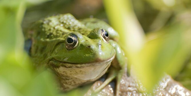 photograph of an adult tree frog looking into camera on wet rock surrounded by grass