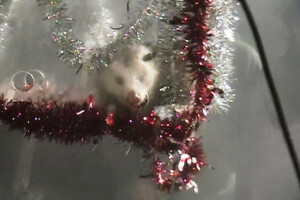 URGENT: Help Stop Insidious ‘Opossum Drop’ in Andrews, North Carolina!