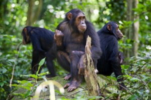 super bowl commercial with chimpanzees