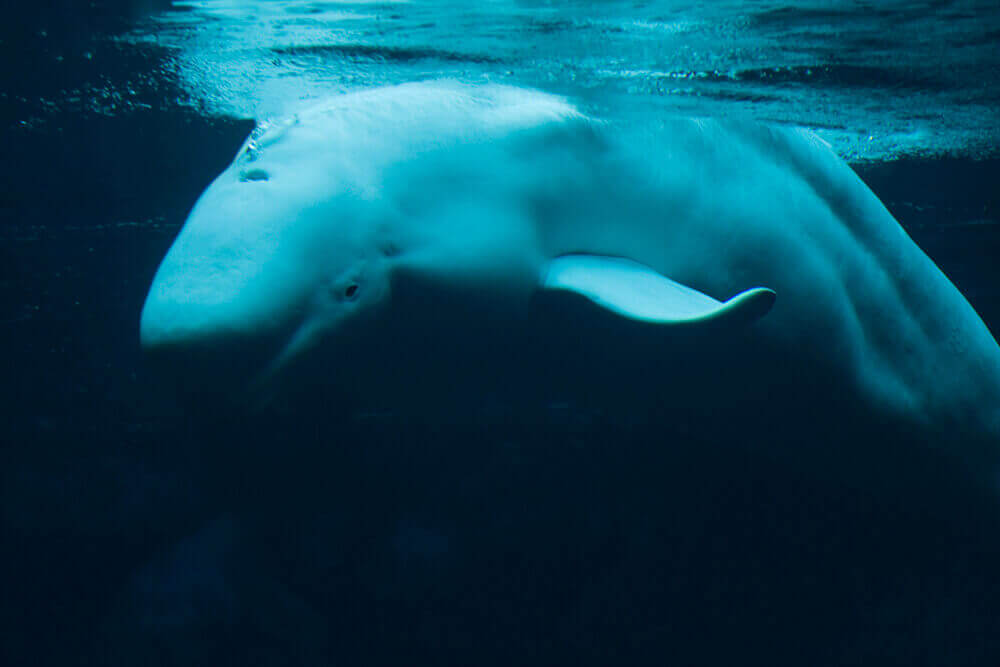 Gia, a beluga whale at Marineland has died