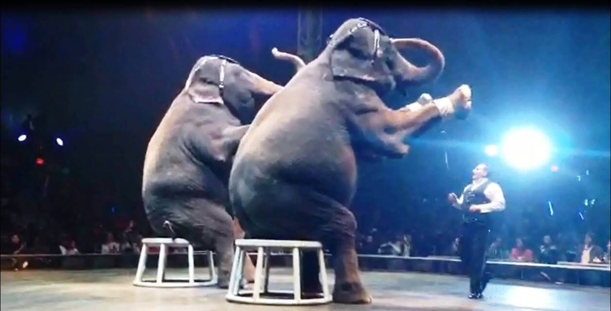 Torture for Hire UniverSoul Circus' Shady Scheme to Exploit Animals PETA