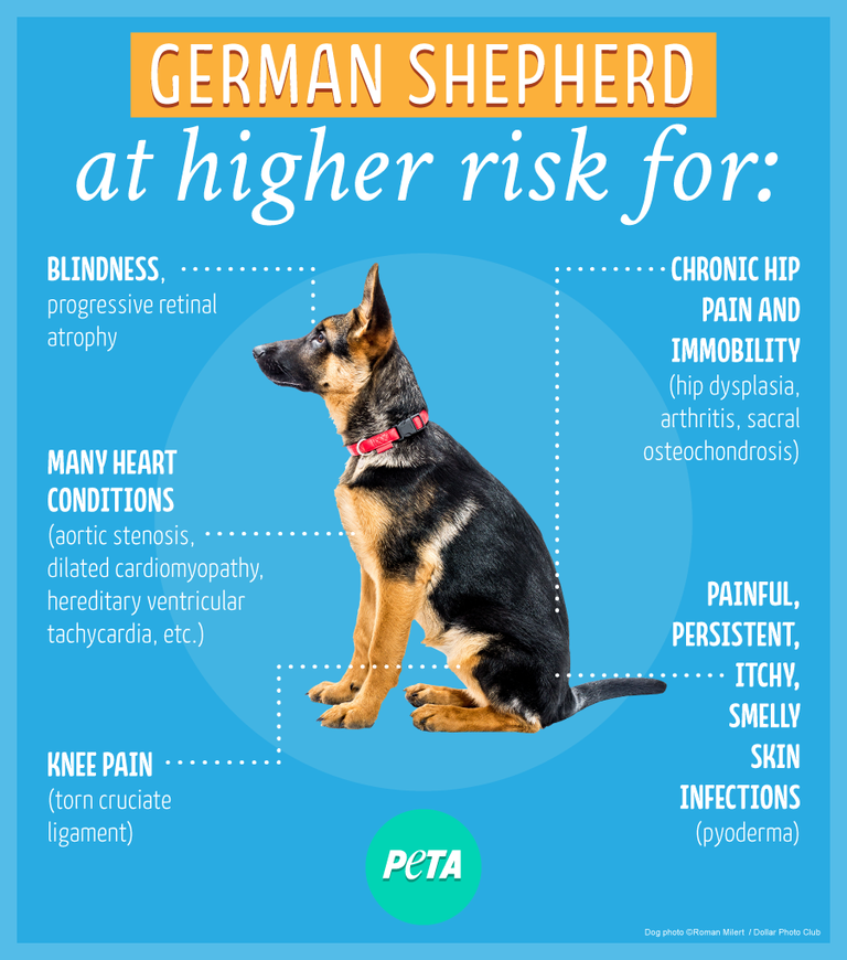 Top 103+ Images German Shepherd Skin Problems Pictures Stunning 12/2023