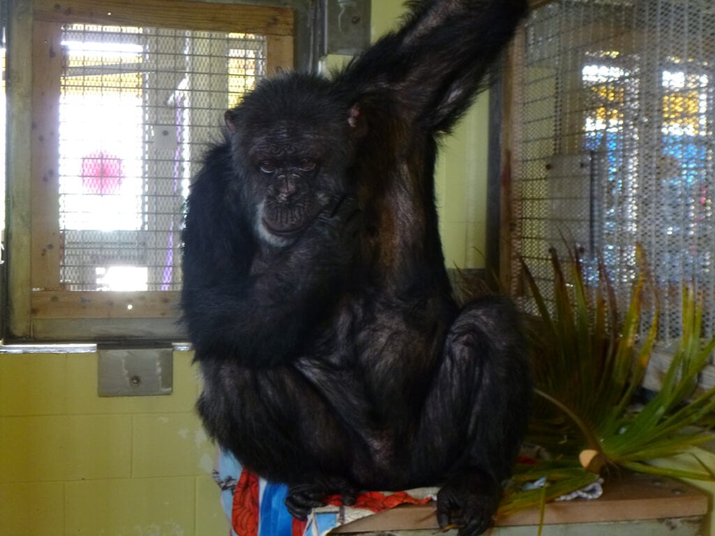 Iris chimpanzee rescue