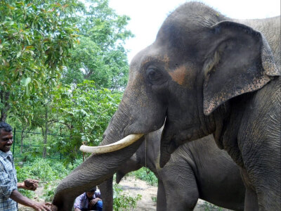 The Heartwarming Story of Sunder the Elephant | PETA