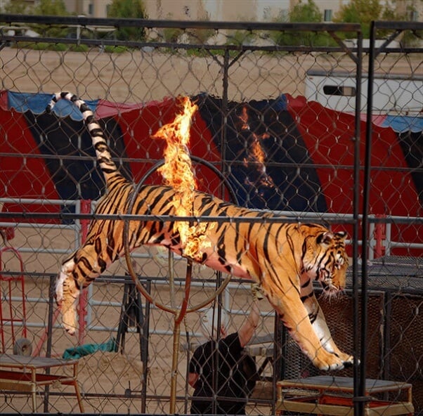 circus animal abuse tiger