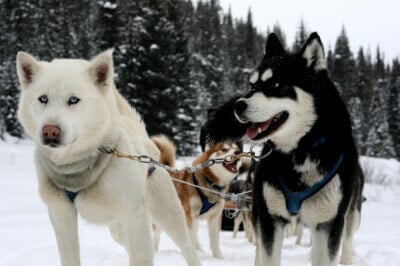 Dog Killed in Iditarod | PETA