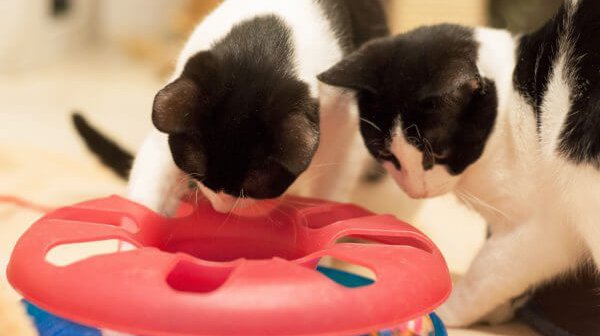Rescued kittens engrossed with toy