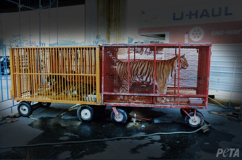 Caged Tigers in Caravan