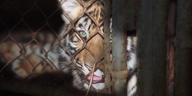 big cats in circus shows suffer - here's how