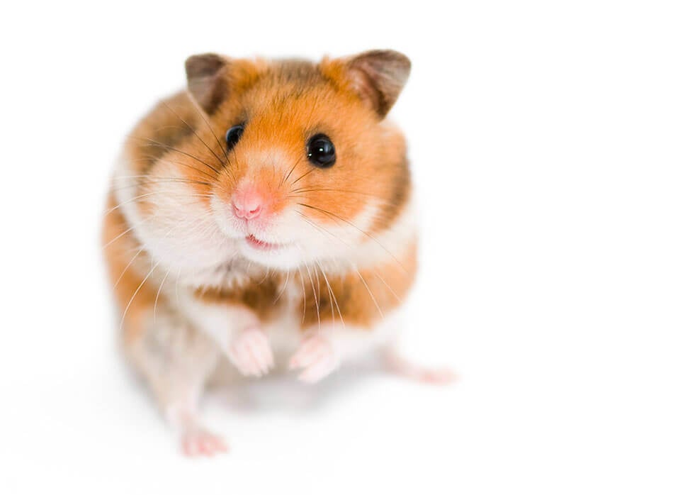 hamster on steroids