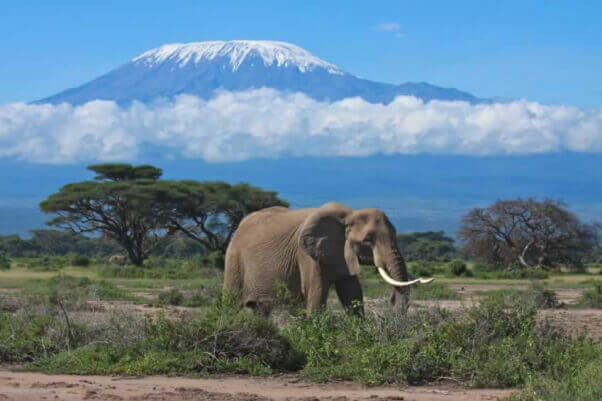 iStock_elephant_mount_kilimanjaro_graemes__1423265222_144.223.39.42
