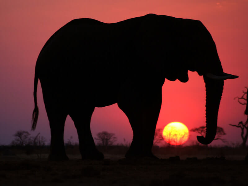 An Elephant at Sunset.