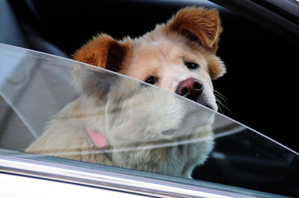 what to do if you see a dog in a hot car