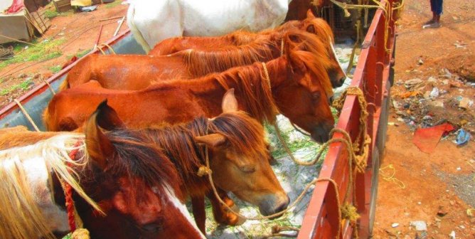 Truckload of Horses with Grass