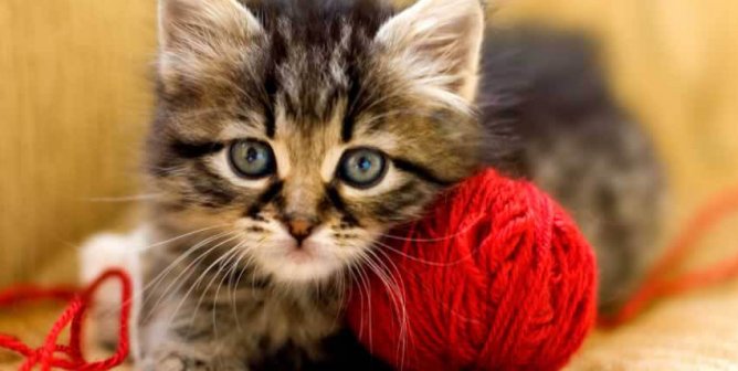 Tabby kitten with red ball of yarn