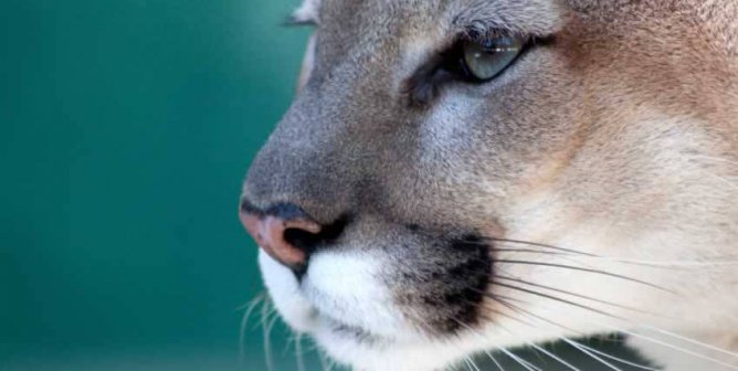 Mountain lion photographed in profile