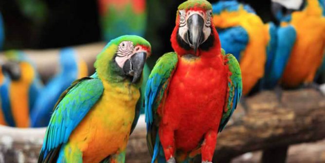 never buy scarlet macaws or other birds for sale as pets