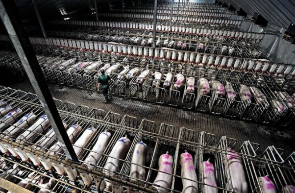 Pigs on Factory Farm