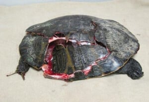 Help Turtles on World Turtle Day and Beyond | PETA