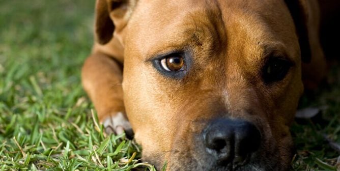 Close-up of brown pit bull lying on grass