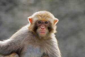 rhesus macaque who is dorothy