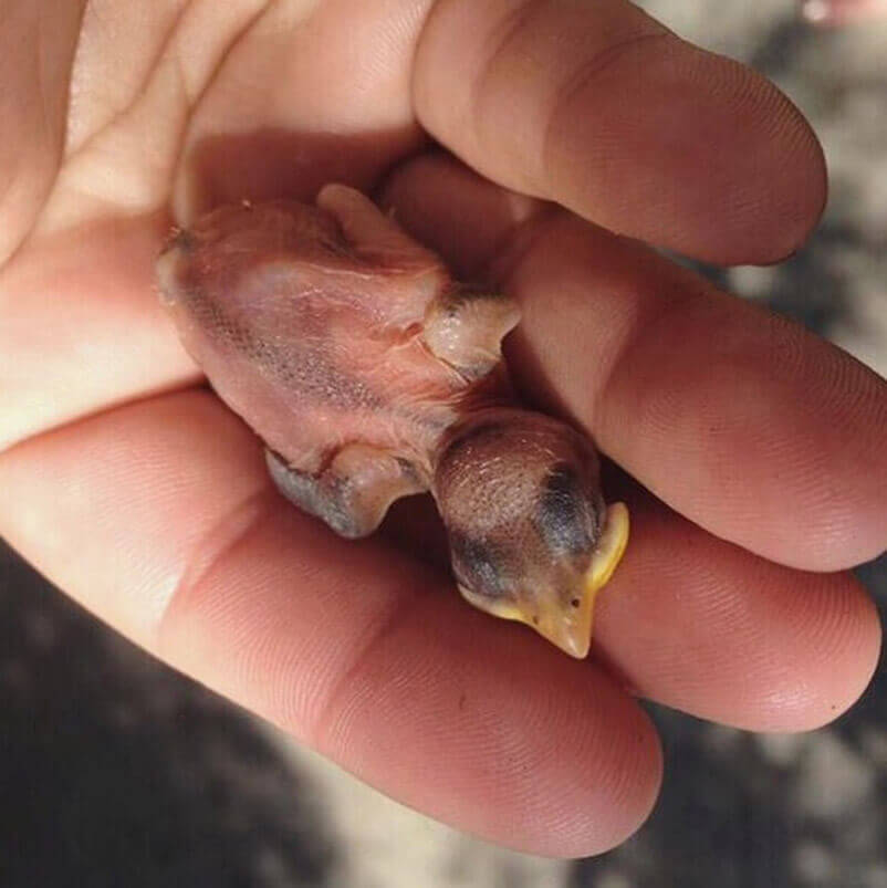 Nestling Baby Blue Jay Bird Small Wildlife Stock Photo, Picture