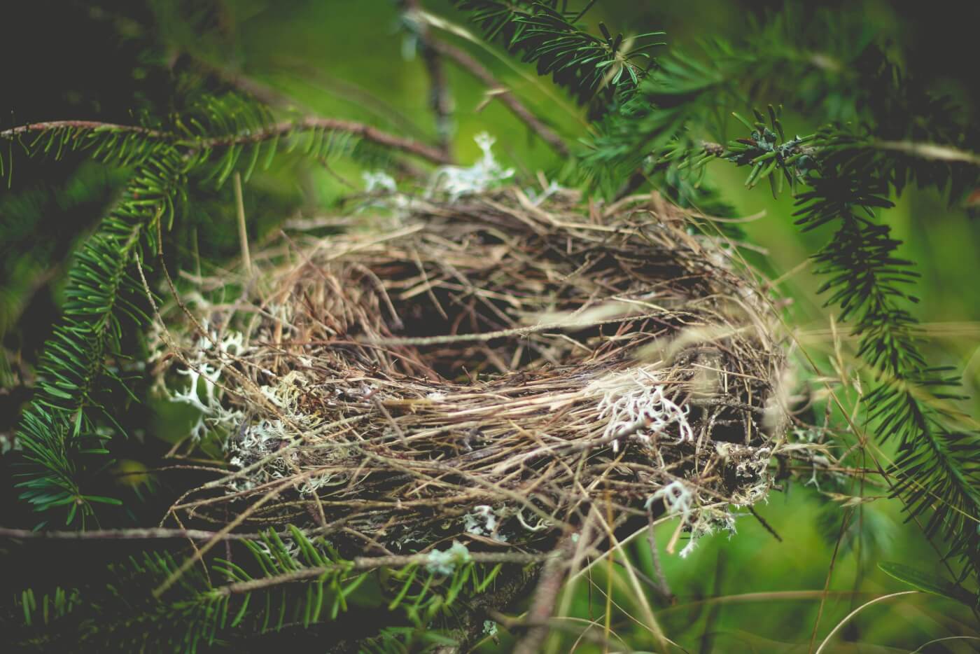 bird nest