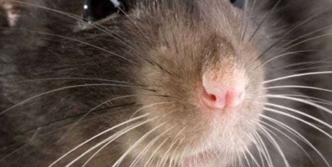 Close-up of rat's face