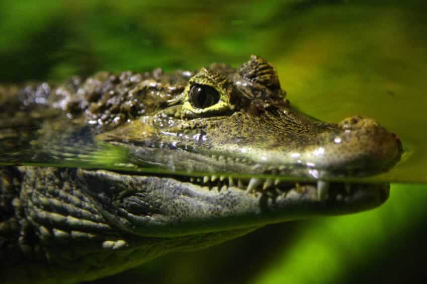 Animal rights group Peta buys stake in Louis Vuitton owner to pressure firm  to stop using crocodile skin, The Independent