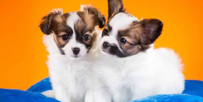 Two Papillon puppies on blue cushion
