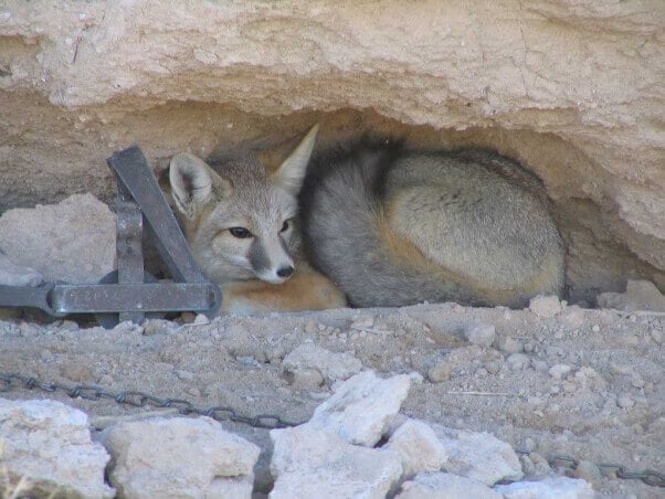 Fox caught in steel-jaw trap