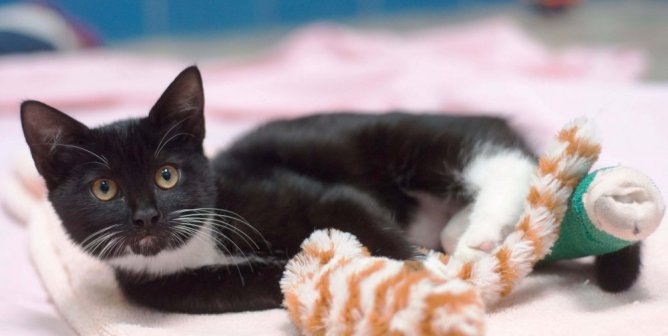 Rescued black and white kitten playing with toy