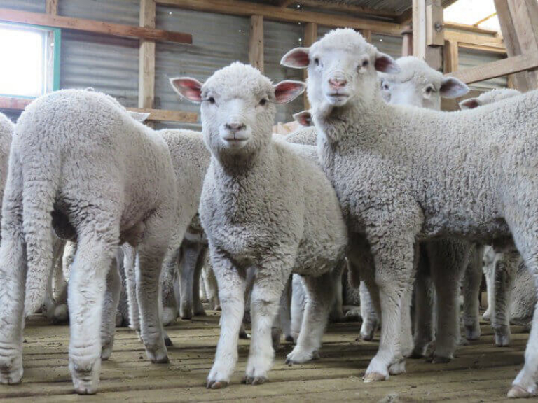 the-wool-industry-peta