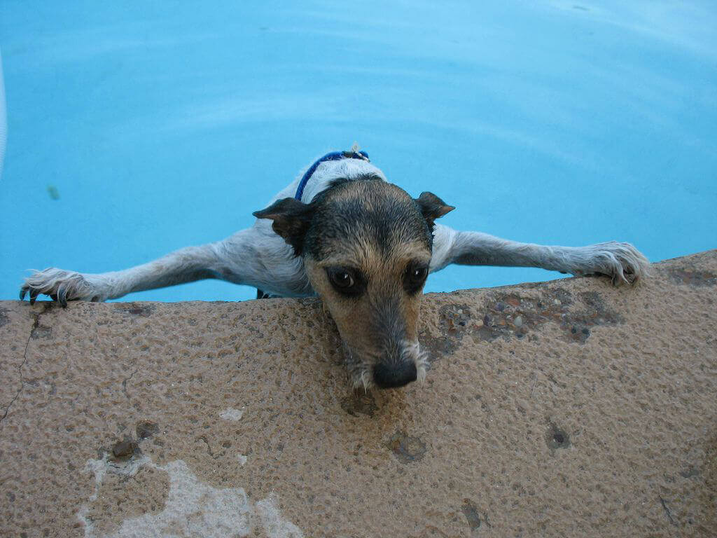 can you drown a dog