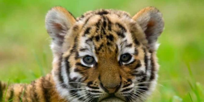 Tiger cub looking into camera