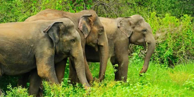 Three Asian elephants standing among green plants and trees