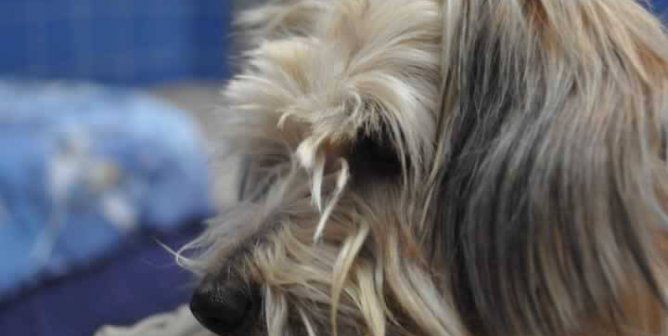 Long-haired terrier mix photographed from side