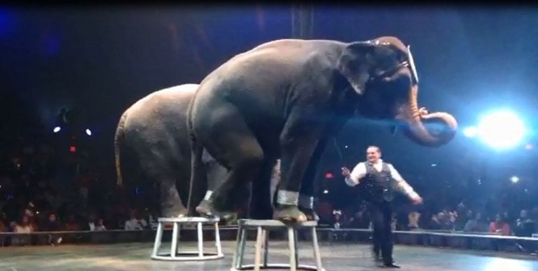 UniverSoul Elephants Given Days Off as Result of Tuberculosis Threat | PETA