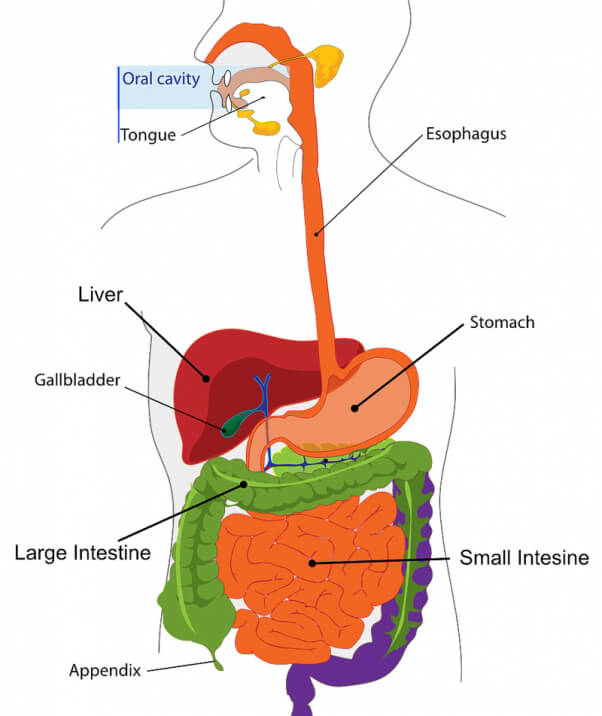 Human-digestion