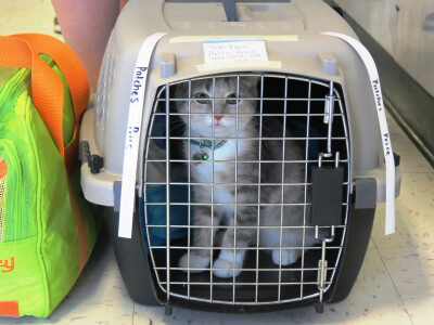 These Cats Love PETA's Spay/Neuter Clinic (Photos) | PETA