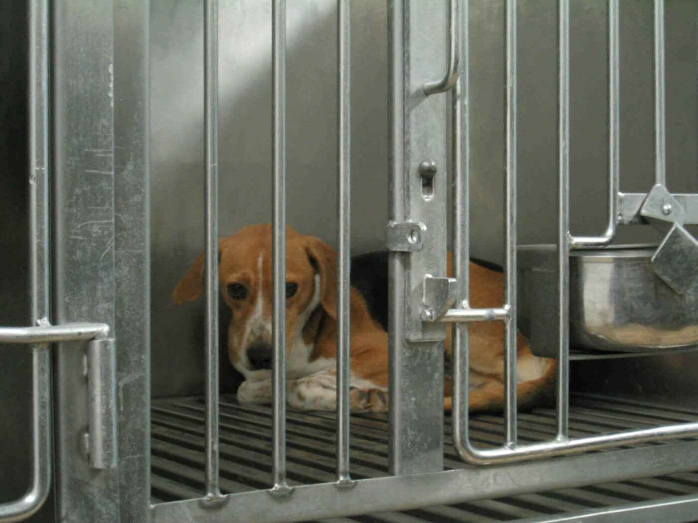 beagle imprisoned behind bars in a laboratory for experimentation