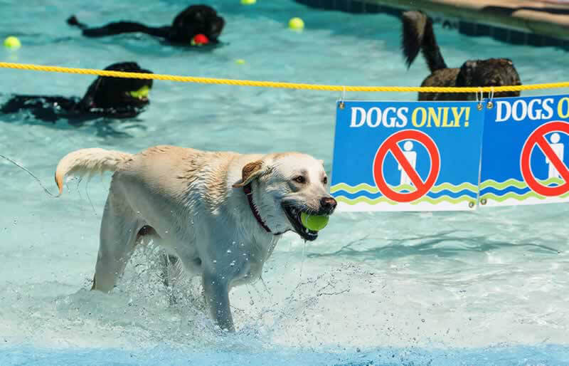 Public Swimming Pool Goes to the Dogs | PETA
