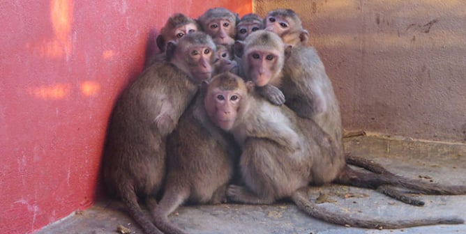 monkeys huddled in corner