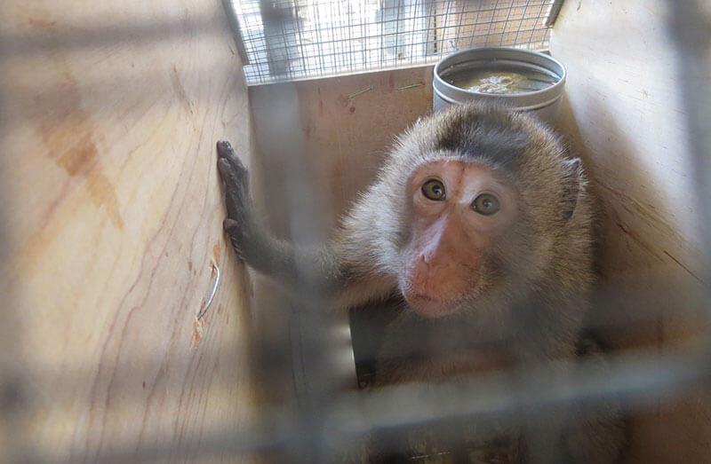 monkey in small cage
