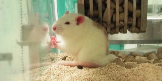 White rat on a plastic cage