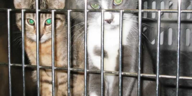 Kittens in laboratory cage