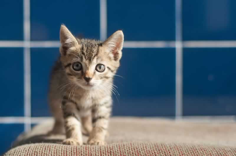 These Kittens Want to Do Your Housework (Photos) | PETA