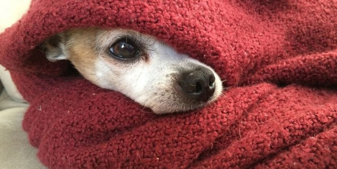 dog-blanket-take-your-dog-to-restaurants