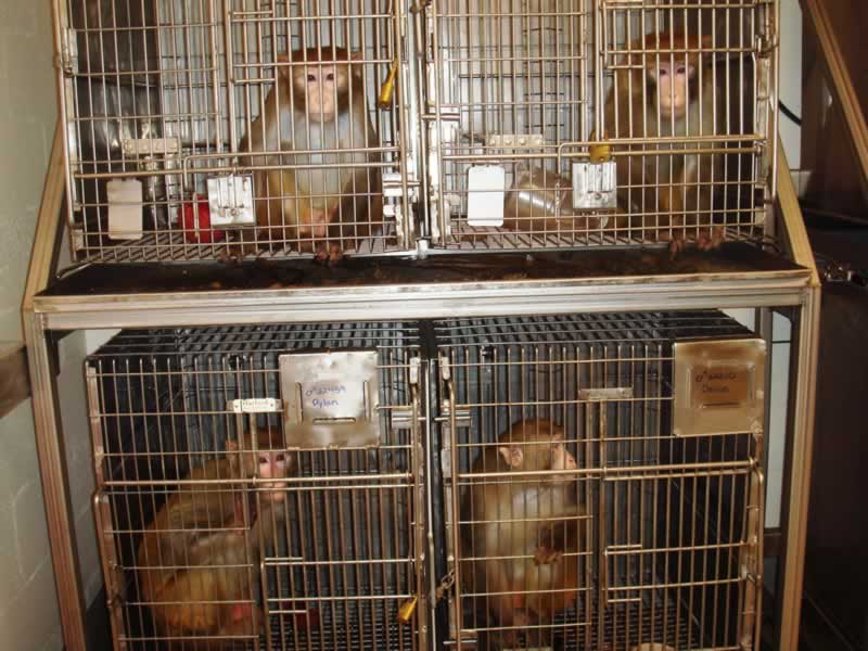 monkeys in cages at OHSU primate center